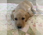 Small Photo #2 Labrador Retriever Puppy For Sale in SHERIDAN, WY, USA