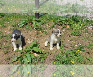 Anatolian Shepherd-Australian Shepherd Mix Puppy for sale in MUNFORDVILLE, KY, USA