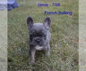 French Bulldog Puppy for Sale in SHIPSHEWANA, Indiana USA