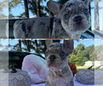 Small #2 French Bulldog