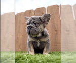Small Photo #15 French Bulldog Puppy For Sale in ATHERTON, CA, USA