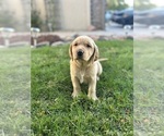 Small #4 Labrador Retriever