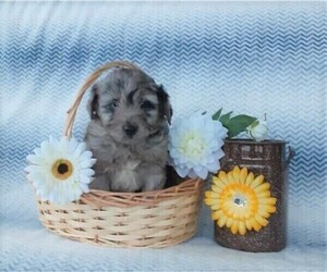 Aussiedoodle Puppy for sale in FREDERICKSBG, OH, USA