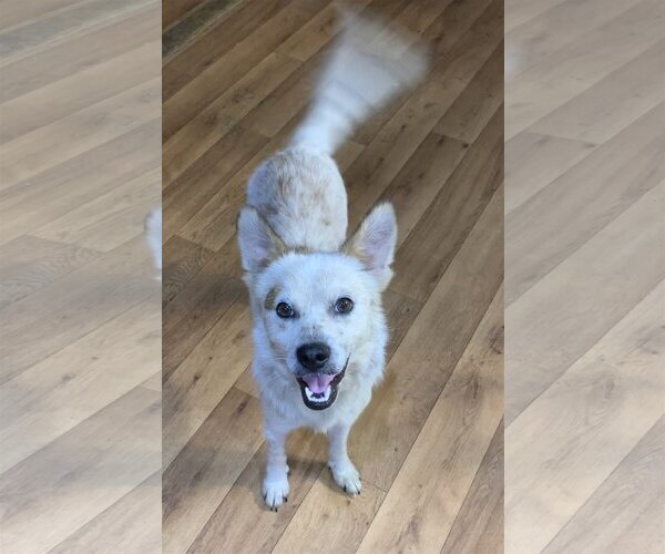 Medium Photo #3 Red Heeler-Unknown Mix Puppy For Sale in Harrison, AR, USA