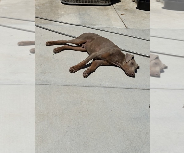 Medium Photo #2 Doberman Pinscher Puppy For Sale in HESPERIA, CA, USA