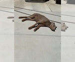 Small #1 Doberman Pinscher