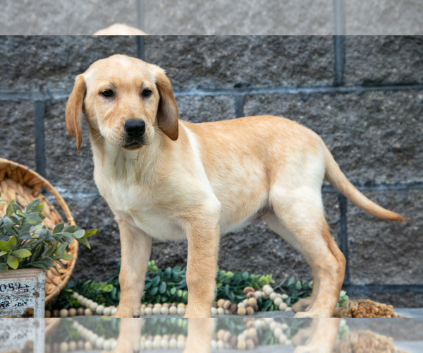 Medium Photo #15 Labrador Retriever Puppy For Sale in MILLERSBURG, OH, USA