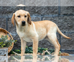 Small Photo #15 Labrador Retriever Puppy For Sale in MILLERSBURG, OH, USA
