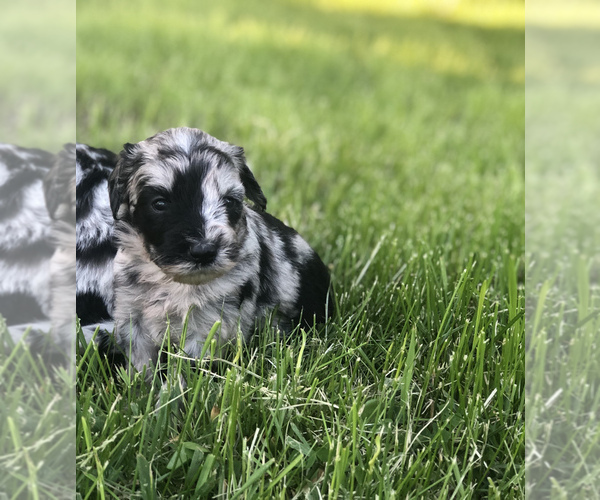 Medium Photo #2 Sheepadoodle Puppy For Sale in WAVERLY, IA, USA