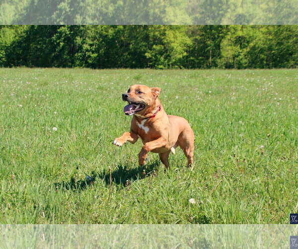 Medium Photo #4 American Pit Bull Terrier-German Shepherd Dog Mix Puppy For Sale in Lockport, NY, USA