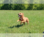 Small #3 American Pit Bull Terrier-German Shepherd Dog Mix