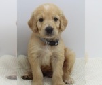 Small Photo #1 Goldendoodle Puppy For Sale in ROYSE CITY, TX, USA