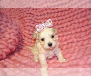 Maltese-Poodle (Toy) Mix Puppy for sale in SALINAS, CA, USA