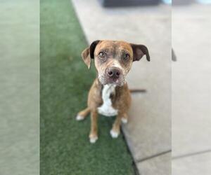 Mutt Dogs for adoption in Chula Vista, CA, USA