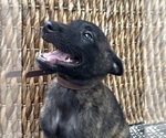 Small #3 Dutch Shepherd Dog