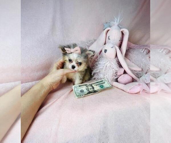 Medium Photo #10 Poodle (Toy) Puppy For Sale in ORLANDO, FL, USA
