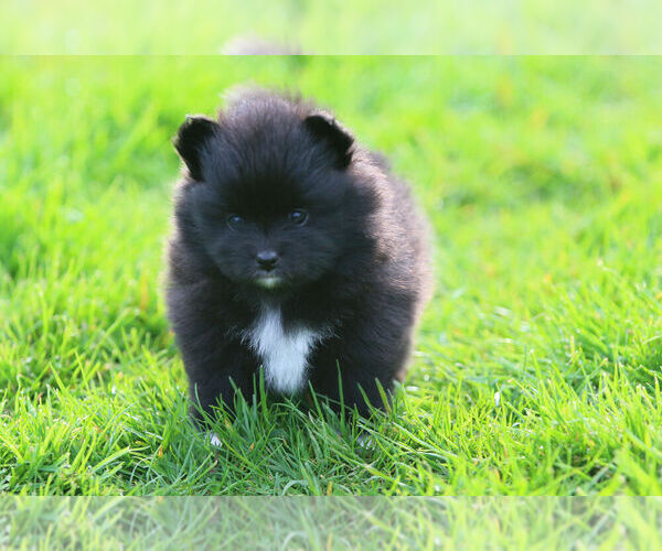 Medium Photo #3 Pomeranian Puppy For Sale in SILETZ, OR, USA