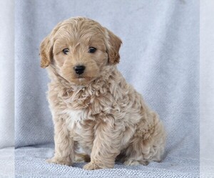 Aussiedoodle-Poodle (Miniature) Mix Puppy for sale in FREDERICKSBG, OH, USA