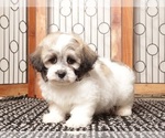 Small Photo #4 Zuchon Puppy For Sale in NAPLES, FL, USA