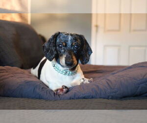 Dachshund Dogs for adoption in Gulfport, MI, USA