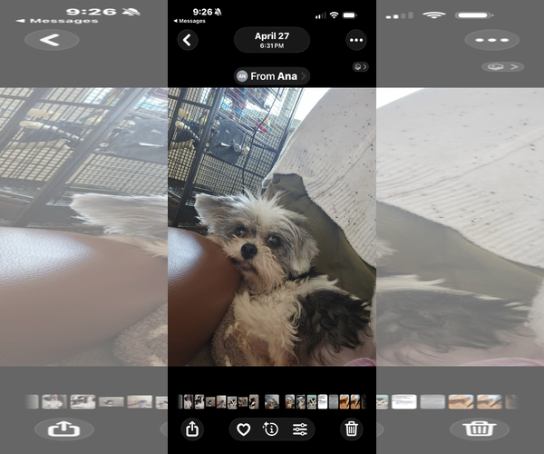 Medium Photo #5 Shih Tzu-Unknown Mix Puppy For Sale in Royal Palm Beach, FL, USA