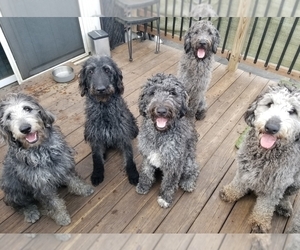 Labradoodle Puppy for Sale in CHICAGO, Illinois USA