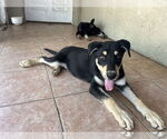 Small #2 Border Collie Mix