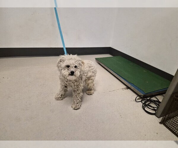 Medium Photo #1 Maltese Puppy For Sale in Corona, CA, USA