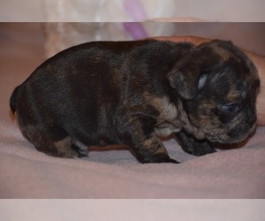 French Bulldog Puppy for sale in Pilis, Pest, Hungary
