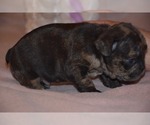 Small French Bulldog