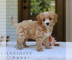Small #1 Cavapoo (Miniature)