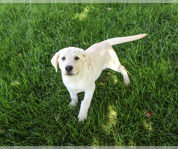 Medium Photo #4 Labrador Retriever Puppy For Sale in SYRACUSE, IN, USA