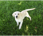 Rodney - Male Labrador Retriever Puppy for Sale - Photo #4