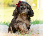 Image preview for Ad Listing. Nickname: Litter of 8