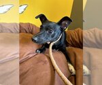 Small #4 Chihuahua Mix