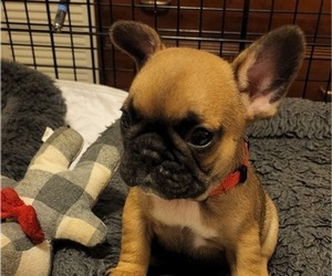 French Bulldog Puppy for sale in CAPE CORAL, FL, USA