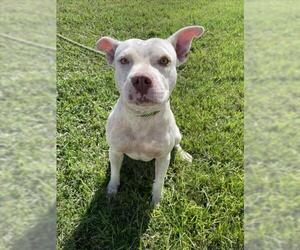 American Pit Bull Terrier-Unknown Mix Dogs for adoption in Corpus Christi, TX, USA