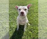 Small American Pit Bull Terrier Mix