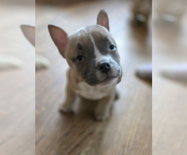 Medium Photo #1 American Staffordshire Terrier-Bulldog Mix Puppy For Sale in Raleigh, NC, USA