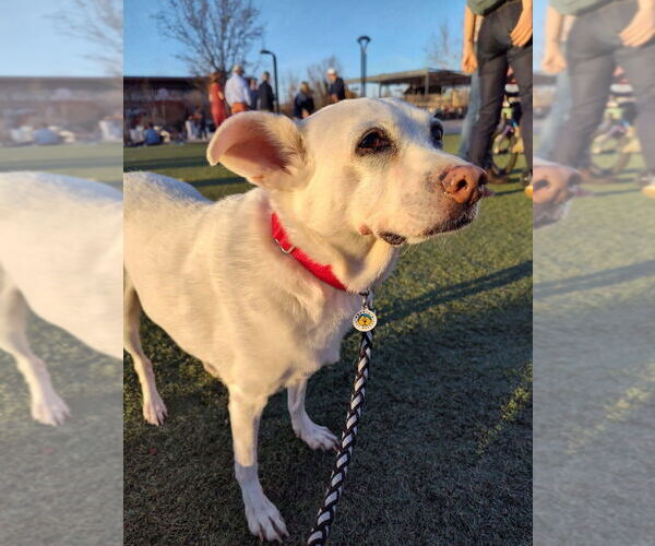 Medium Photo #2 Mutt Puppy For Sale in Candler, NC, USA