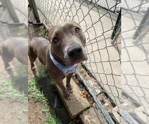 Mutt Dogs for adoption in Tulsa, OK, USA