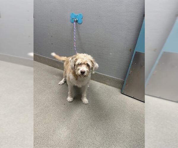Medium Photo #1 Mutt Puppy For Sale in Las Vegas, NV, USA
