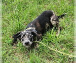 Small #1 Catahoula Leopard Dog-Labrador Retriever Mix