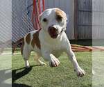 Small #1 Mutt