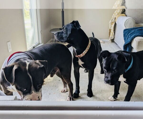 Medium Photo #8 Staffordshire Bull Terrier-Unknown Mix Puppy For Sale in Germantown, OH, USA