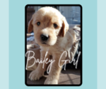Puppy Bailey Goldendoodle-Labrador Retriever Mix