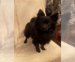 Small Photo #5 Pomeranian Puppy For Sale in KENT, WA, USA