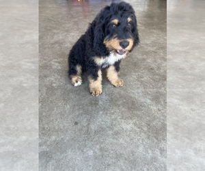 Bernedoodle Puppy for sale in SALINAS, CA, USA