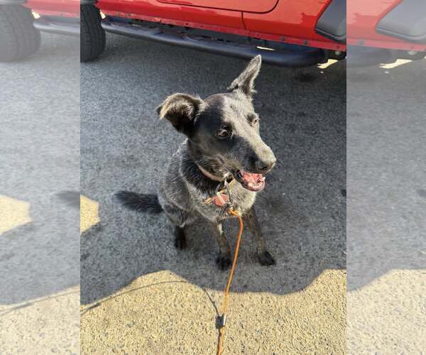 Medium Photo #2 Mutt Puppy For Sale in Paso Robles, CA, USA