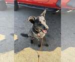 Small #1 Mutt